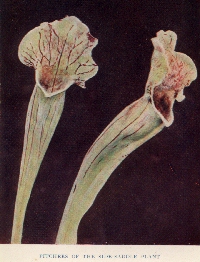 Pitchers of the Side-Saddle Plant