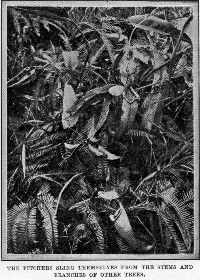 The pitchers sling 
themselves from the stems and branches of other trees.