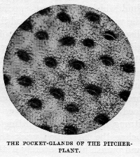 The pocket-glands of the 
pitcher plant