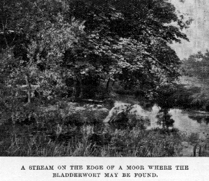 A stream on the edge of 
a moor where the Bladderwort may be found.