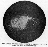 The little Water-Flea which 
is caught in the trap of the Bladderwort.